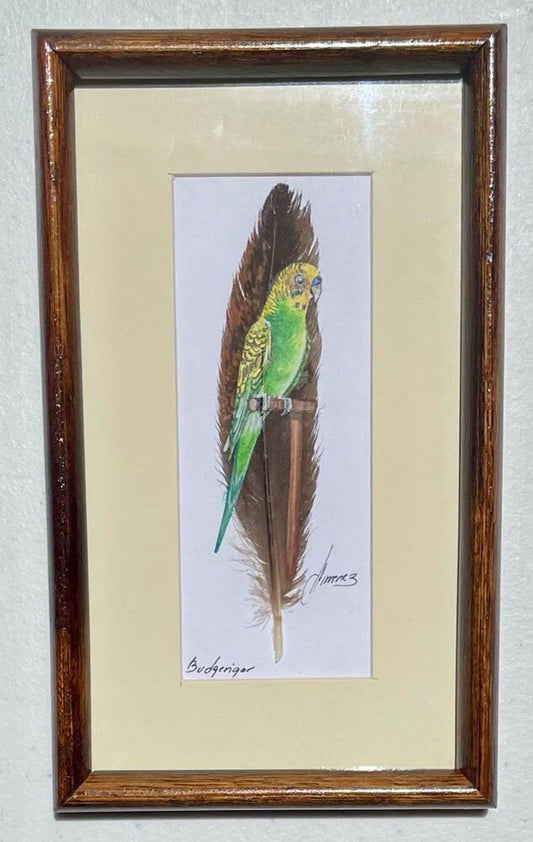 "Budgerigar" Parakeet